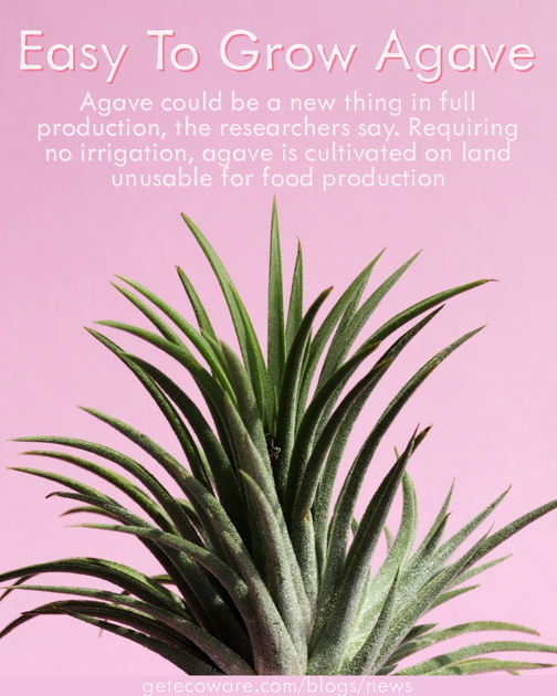Easy to Grow Agave Ecoware