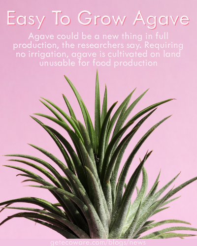 Easy to Grow Agave