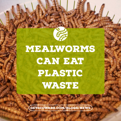 Mealworms Can Eat Plastic Waste